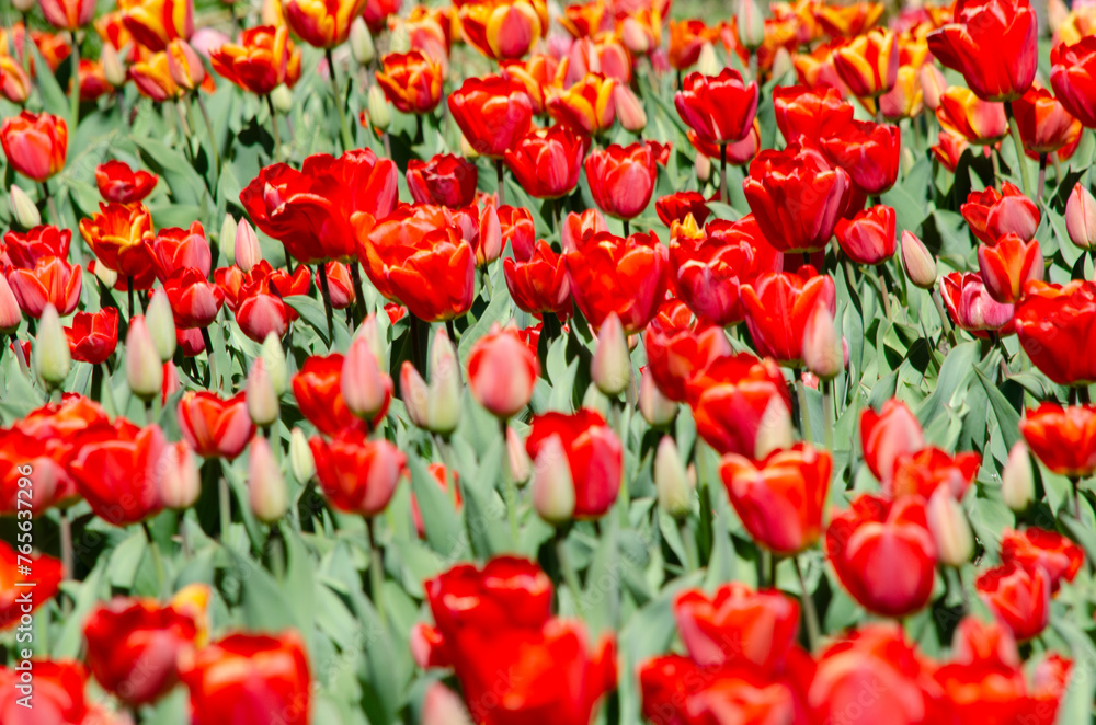 blooming tulips, planting of deep red bulb tulips blooming tulips, planting of deep red bulb tulips