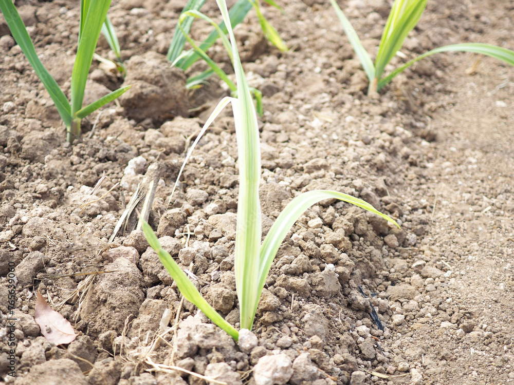 Sugarcane white leaf disease. Resulting in low productivity of sugar cane. Sugarcane white leaf disease. Resulting in low productivity of sugar cane.