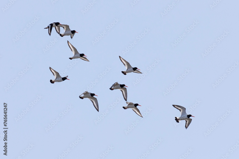 A flock of Eurasian oystercatchers flies against the sky A flock of Eurasian oystercatchers flies against the sky