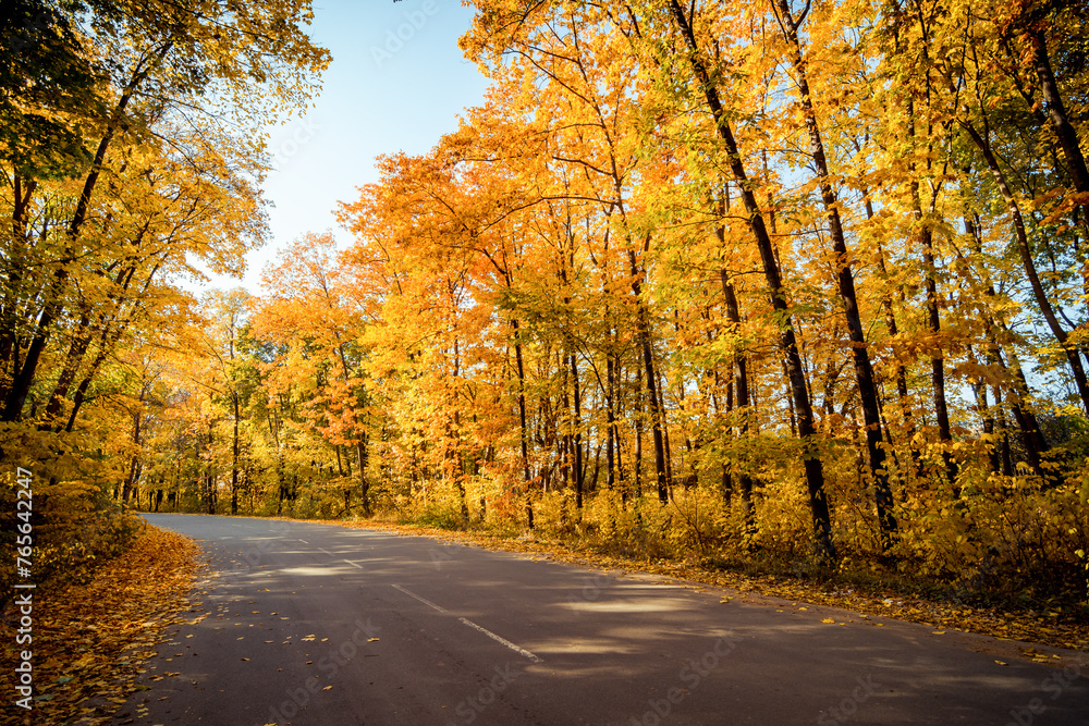 Obraz premium Road turning left in autumn forest. Winding road though the orange-leafed woods: golden autumn in deciduous forest filled with afternoon sun.