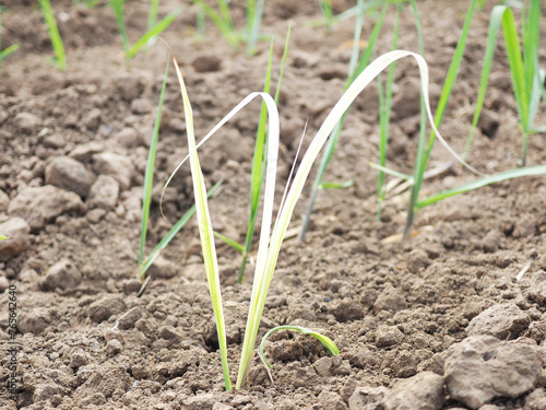 Sugarcane white leaf disease. Resulting in low productivity of sugar cane. photo