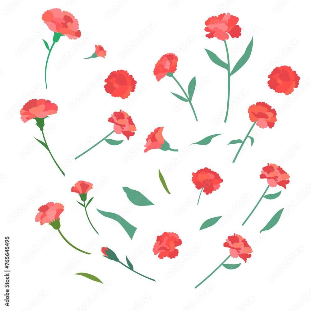 carnation carnation