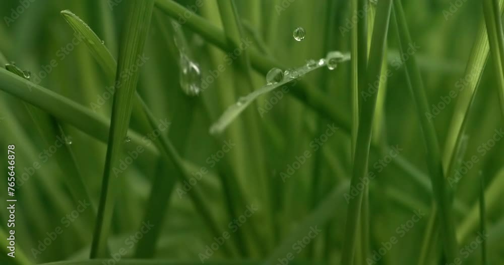 Green grass close-up raindrops slowly falling on the grass. Green grass close-up raindrops slowly falling on the grass.