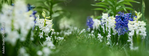 Fototapeta Naklejka Na Ścianę i Meble -  hiacynty, wiosenna rabata z kwiatami hiacynta i białą cebulica syberyjska (Scilla siberica)