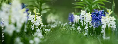 Panel kuchenny z motywem hiacynty, wiosenna rabata z kwiatami hiacynta i białą cebulica syberyjska (Scilla siberica)