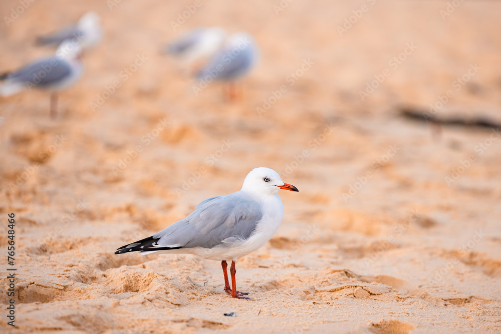 Seagull standing on sandy beach Seagull standing on sandy beach