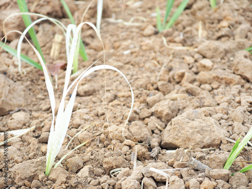 Sugarcane white leaf disease. Concepts about pesticides. photo