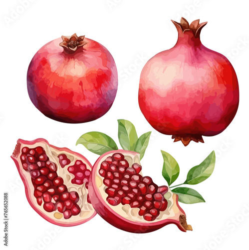 Watercolor Drawing vector of a set pomegranate fruit, isolated on white background, Illustration, clipart Painting, Graphic design. 