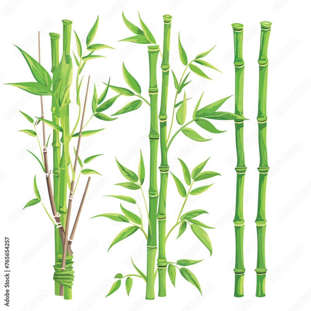 Green bamboo trees. Bamboo stems with leaves on whi - obrazy, fototapety, plakaty 