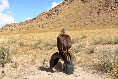 Eagle of Kyrgyz Eagle Hunters