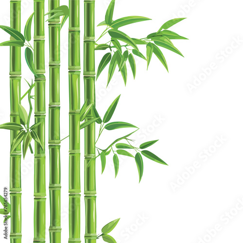 Green bamboo trees. Bamboo stems with leaves on whi