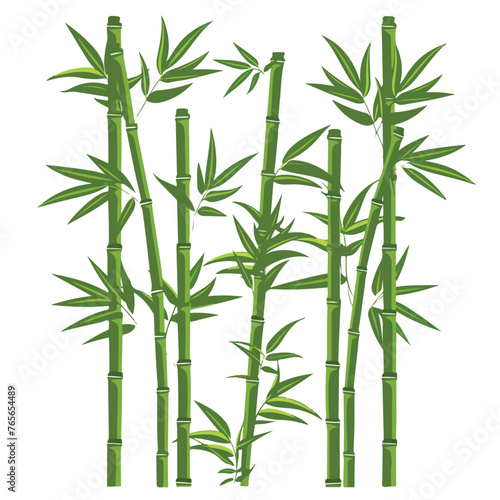 Green bamboo trees. Bamboo stems with leaves on whi