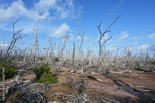 Expanse of dead mangrove trees in Everglades National Park, Florida damaged by Hurricane Irma in 2017 and as yet unrecovered. photo