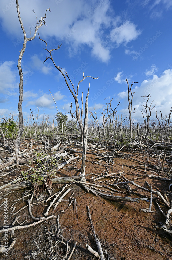 Φωτογραφία Expanse of dead mangrove trees in Everglades National Park, Florida damaged by Hurricane Irma in 2017 and as yet unrecovered