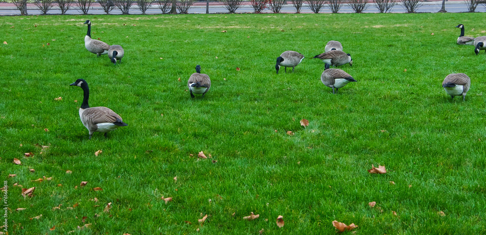 The Canada goose (Branta canadensis), birds graze on green grass near the oceanarium, Philadelphia The Canada goose (Branta canadensis), birds graze on green grass near the oceanarium, Philadelphia