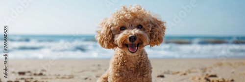 portrait of a happy poodle at the beach photo
