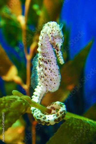 Pot-Bellied Sea Horse, Bigbelly Seahorse (Hippocampus abdominalis) photo