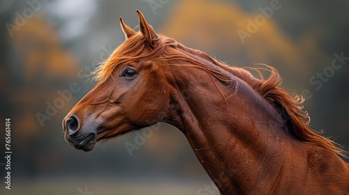 side profile of a horses  © nataliya_ua