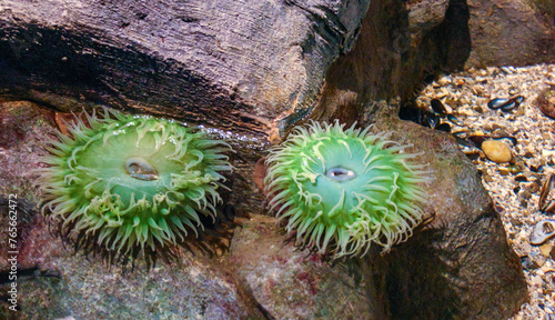 Anthopleura xanthogrammica, surf anemone or giant green anemone photo