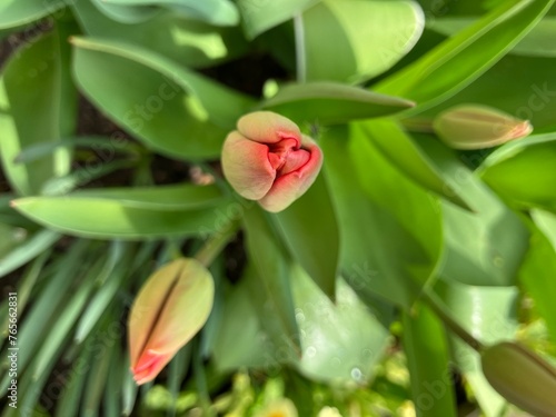 Budding red tulips in the garden
