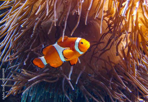 Clown fish, Anemonefish (Amphiprion ocellaris) swim among the tentacles of anemones, symbiosis of fish and anemones, Philadelphia, USA