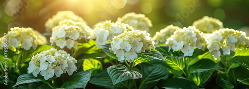 Florale Symphonie im Morgentau: Hortensien im Morgenlicht als Hintergrundbild photo