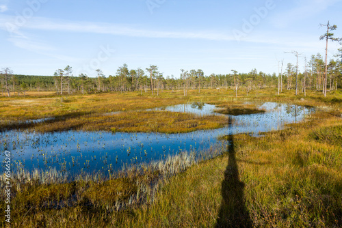 Blick über den Hamra Nationalpark in Schweden im Herbst