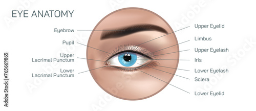 Internal and external eye anatomy vector illustration. Structure and parts of human eye. The eye structure lets light enter and pass through a series of components and sections to look at something.