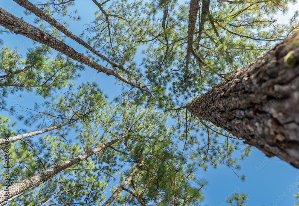 under view on pine tree, Ant view concept, Pine tree on blue sky background, Pine tree on the natural mountain, soft focus on the leave tree background under view on pine tree, Ant view concept, Pine tree on blue sky background, Pine tree on the natural mountain, soft focus on the leave tree background