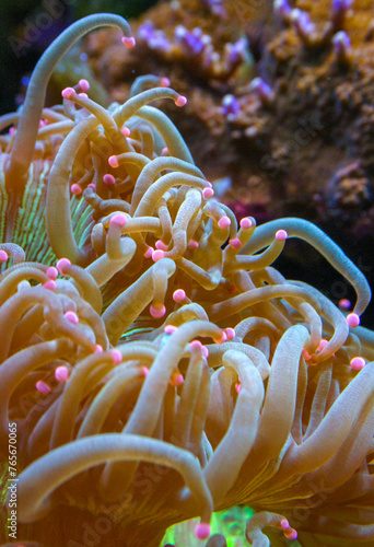 Macrodactyla sp. - The fluttering tentacles of an anemone in a marine aquarium. New Jersey, USA photo