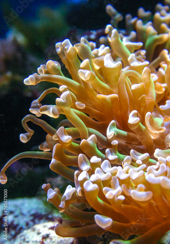 Euphyllia paraancora - sea anemone with stinging tentacles in an aquarium photo