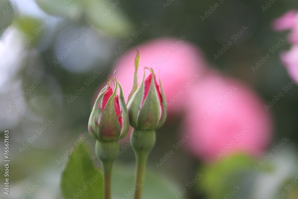 pink magnolia flower pink magnolia flower