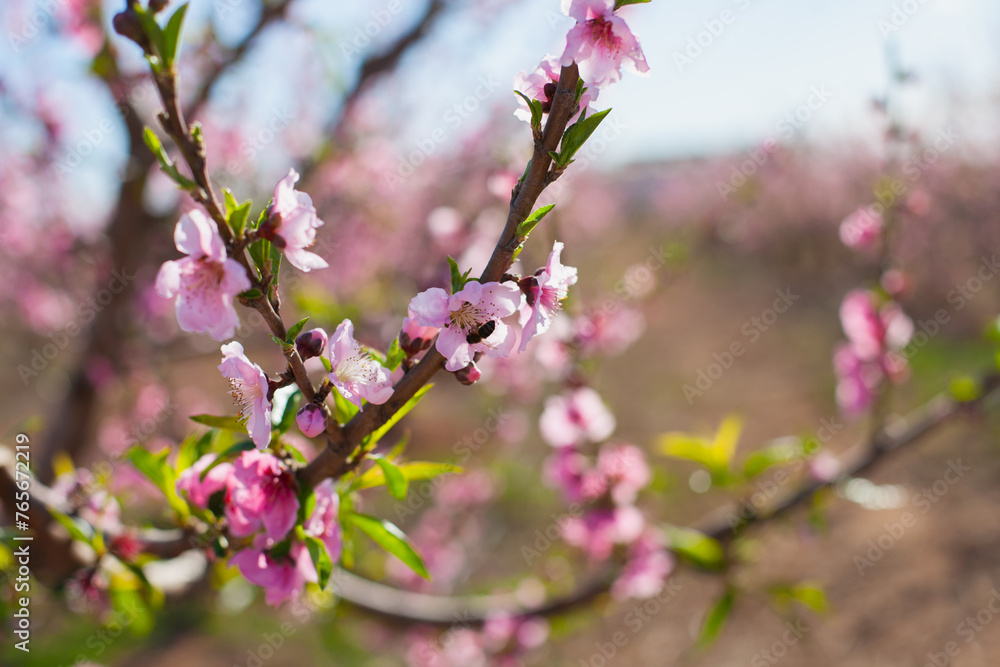 bee on pink blossom of almond or peach trees in bloom. Bees and pollination concept. bee on pink blossom of almond or peach trees in bloom. Bees and pollination concept.