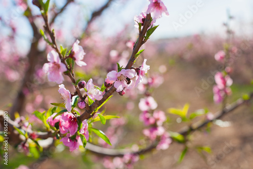 bee on pink blossom of  almond or peach trees in bloom. Bees and pollination concept.