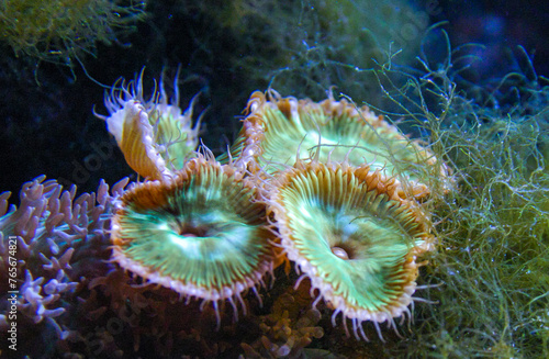 Green White Striped Polyp   Zoanthus sp.   Colorful button corals swaying under the sea water  USA