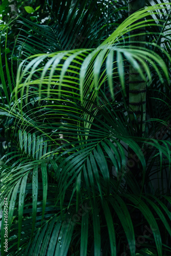 Tropical green palm tree growing in the jungle. Exotic nature © asauriet