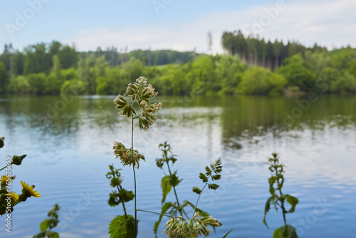 Möhnesee-Wamel, Möhnetal, Südufer, Kreis Soest, NRW, DE, Germany 