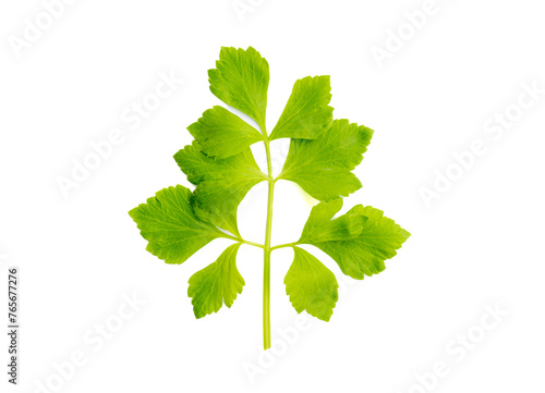 celery leaf, isolated vegetable celery leaves, green celery leaves on white background, fresh vegetables celery leaves on white background. photo