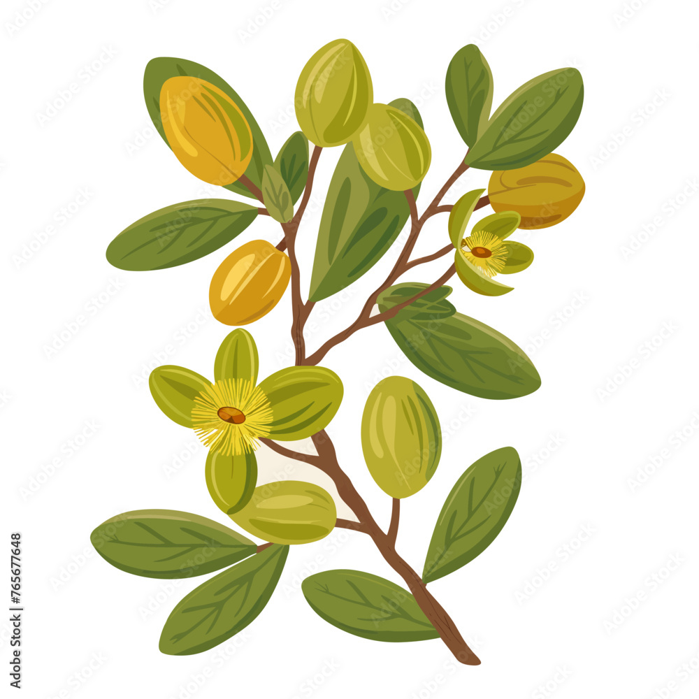 Jojoba branch with green leaves and flowers. Vector illustration isolated on white background.