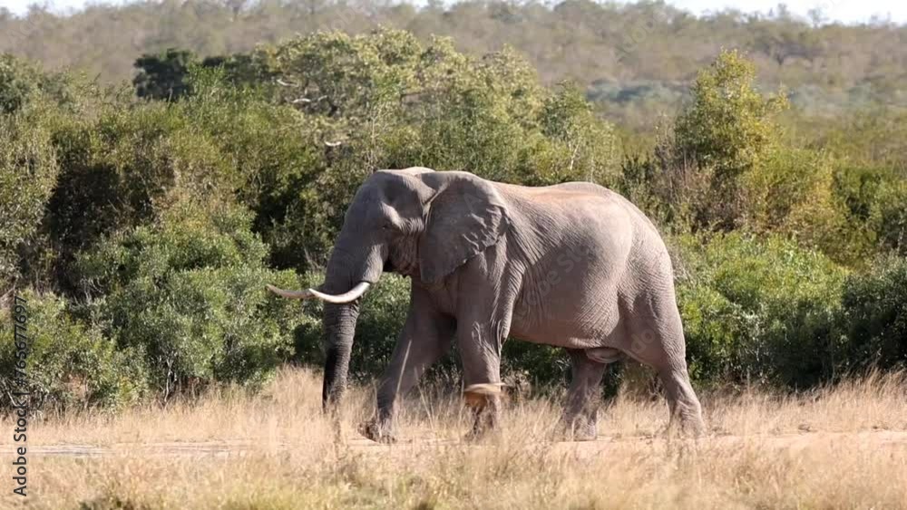 An Egyptian Goose flies past an advancing African Bull Elephant in the Kruger National Park An Egyptian Goose flies past an advancing African Bull Elephant in the Kruger National Park