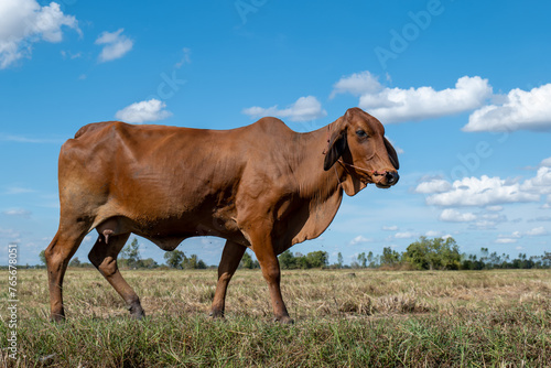 brown cow  Cow in the field on blue sky background  cow on sky with clouds background  single cow on a meadow during blue sky in summer.