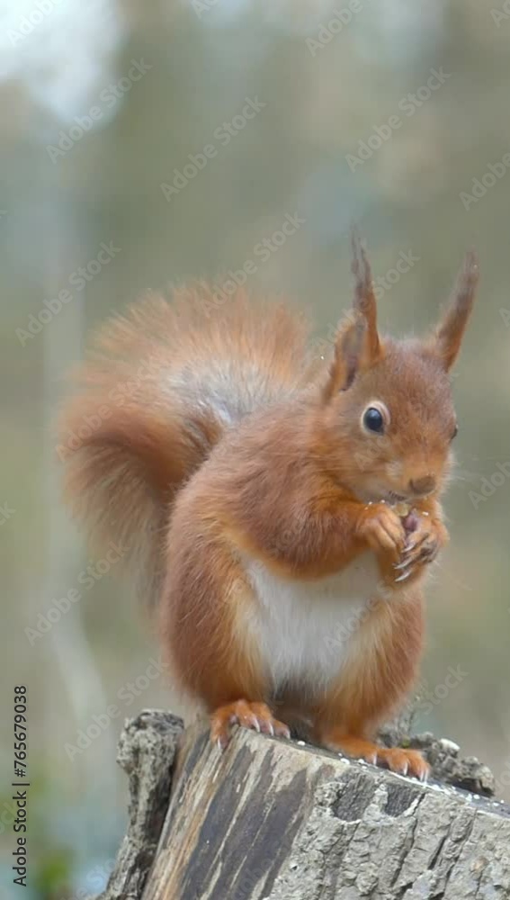 Vertical shot of a squirrel sitting on tree stump and eating against blur background Vertical shot of a squirrel sitting on tree stump and eating against blur background