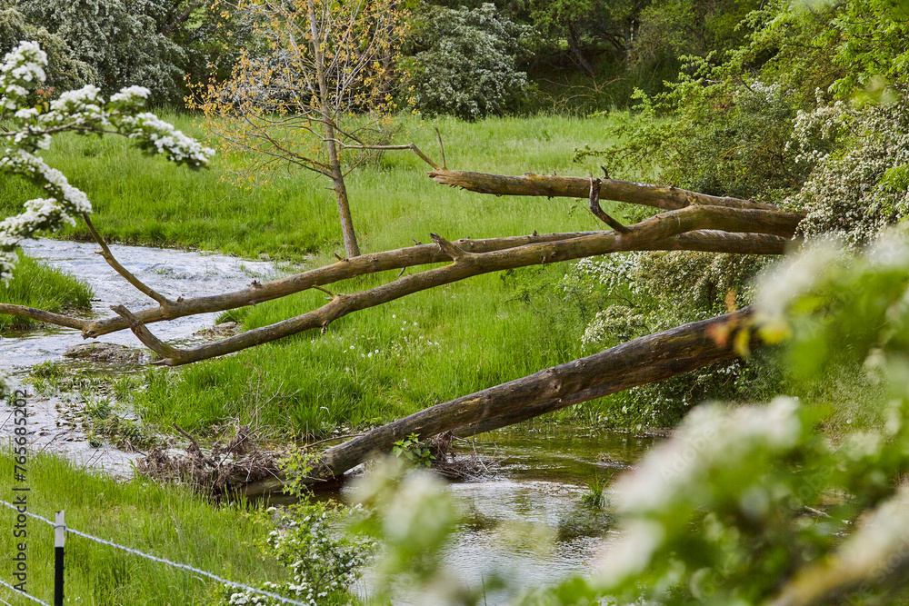 Obraz premium Naturschutzgebiet Pöppelsche Talsystem, Erwitte, Kreis Soest, NRW, Deutschland, 2023