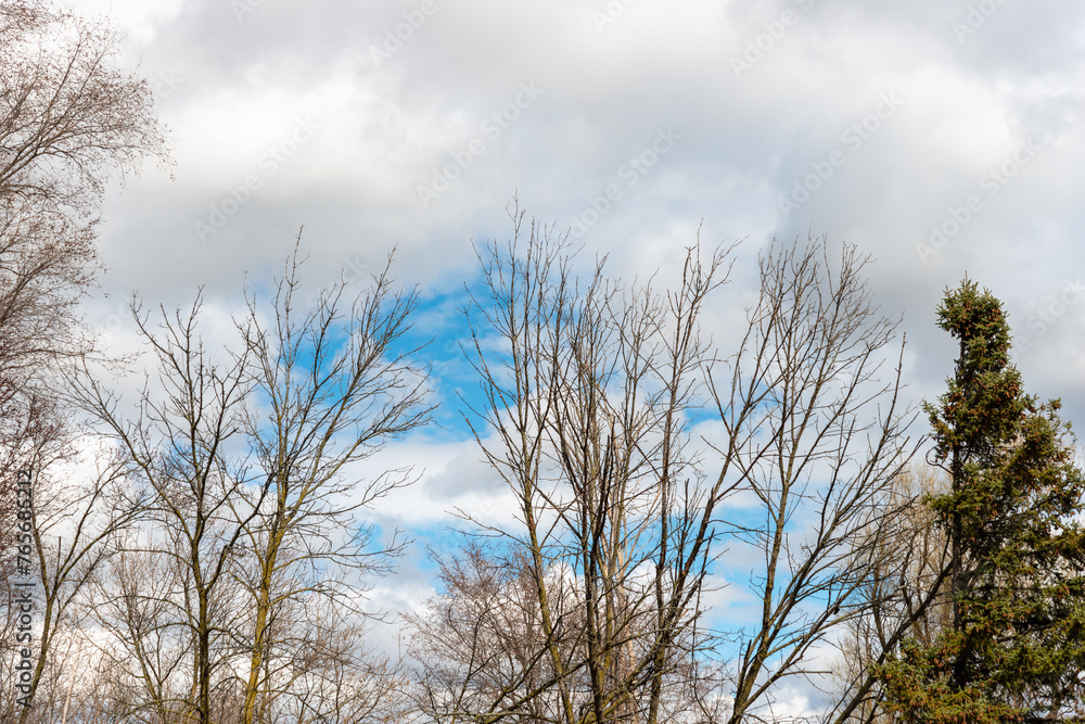 bare trees on a cloudy blue sky bare trees on a cloudy blue sky