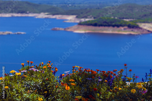 Flowers on a dam / dike