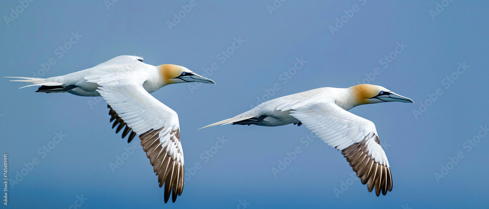 Naklejka premium seagull in flight