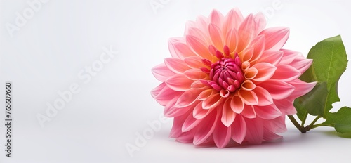  A beautiful Dahlia flower isolated on a white background with empty space on one side for text © bardhok