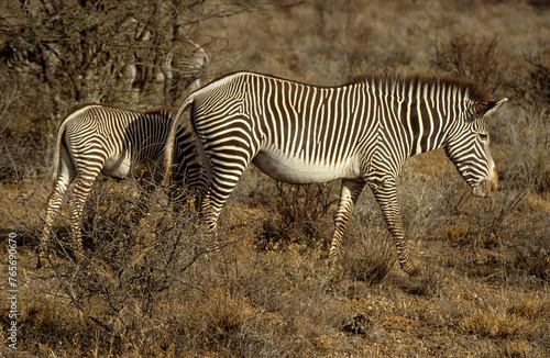 Z  bre de Gr  vy  Equus grevyi grevyi  Parc national de Samburu  Kenya