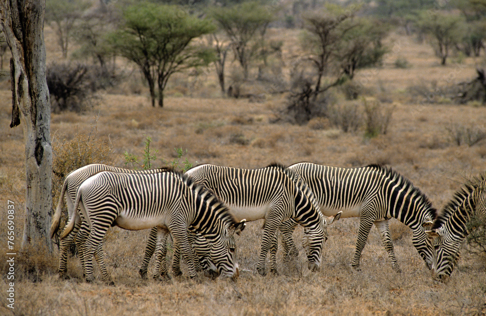 Obraz premium Zébre de Grévy, Equus grevyi grevyi, Parc national de Samburu, Kenya