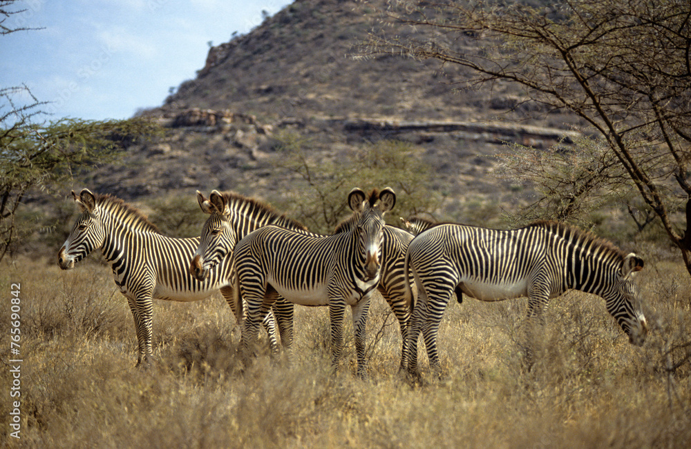 Obraz premium Zébre de Grévy, Equus grevyi grevyi, Parc national de Samburu, Kenya